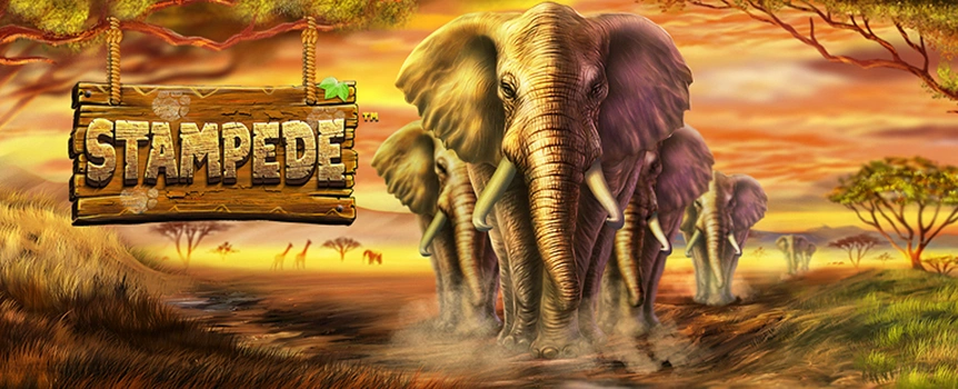 Spin the Reels of Stampede today for Free Spins, Wild Multipliers, and Cash Payouts over 3,800x your stake!